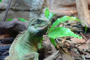 green lizard looking for something on the ground.