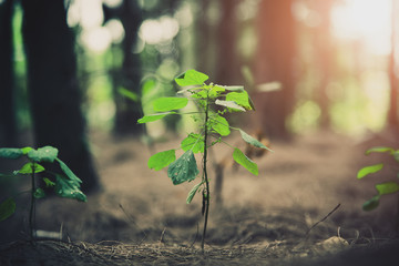 Close up of little plant glowing up in forest. Beginning of Life concept. Nature and Landscape...