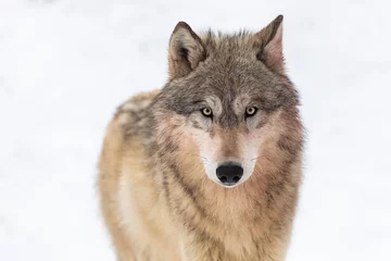 Crédence de cuisine en verre imprimé Loup Le loup gris (Canis lupus) regarde contre le blanc