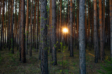 Fototapeta premium sunset in pine forest