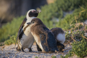 Cute African Penguin and her baby penguin waking up at sunrise on Boulders Beach, Cape Town, South...