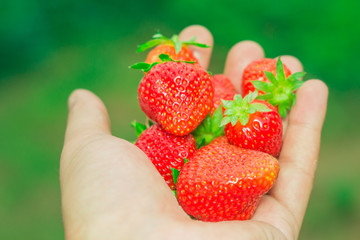 Obraz premium strawberries in hand