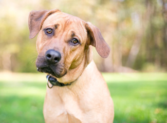 A Rhodesian Ridgeback mixed breed dog listening with a head tilt