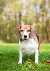 A tricolor Beagle dog outdoors