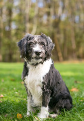 A scruffy black and white Terrier mixed breed dog sitting outdoors