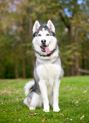 A purebred Siberian Husky dog panting outdoors