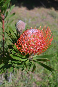 Unique flower