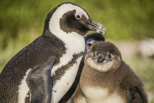 Cute African Penguin and her baby penguin waking up at sunrise on Boulders Beach, Cape Town, South Africa.