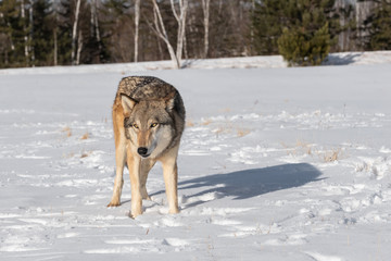 Grey Wolf (Canis lupus) Stands Making Eye Contact in Field