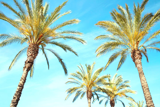 Travel, tourism, vacation, nature and summer holidays concept - palm trees, blue sky background