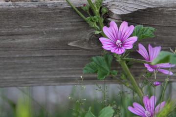 fiore viola primo piano con legno sullo sfondo