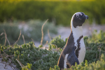 Cute African Penguin waking up at sunrise on Boulders Beach, Cape Town, South Africa.