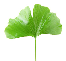 Green Ginkgo Biloba Isolated On White Background