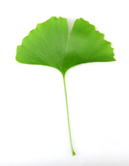 Fototapeta premium Ginkgo leaf isolated on white background