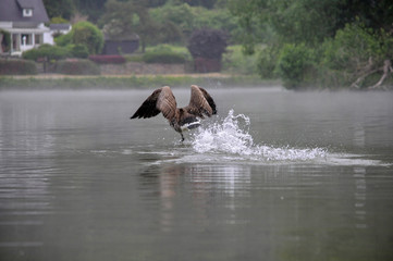 Image of one Canada goose in dark gray and brown colors flying on the lake in the morning surrounded with white fog  landing on the lake water 