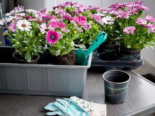Gardening. Pots with flowers to decorate the balcony