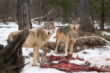 Two Grey Wolves (Canis lupus) Stand Over Deer Remains