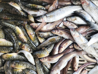 Lots of freshly caught fish