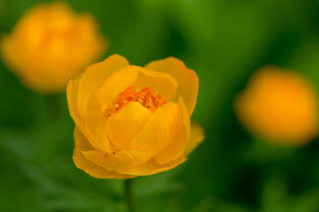 Trollius asiaticus