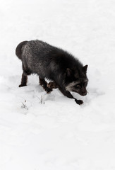 Silver Fox (Vulpes vulpes) Moves Right Vertical Image