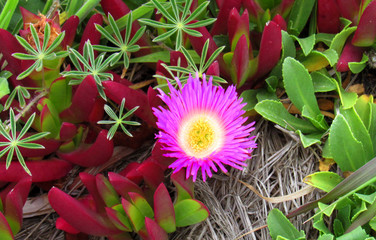 Coastal flowers of N. California
