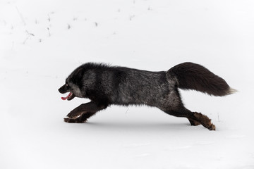 Obraz premium Silver Fox (Vulpes vulpes) Runs Left Tongue Out