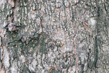 bark of tree texture , soft focus