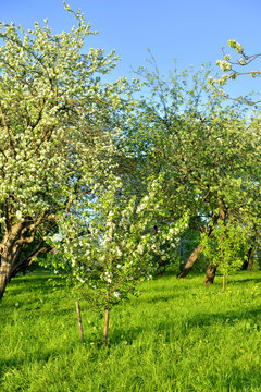Blooming apple orchard.