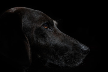 Black dog portrait in low key with black background