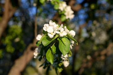 The branch of a blossoming apple tree.