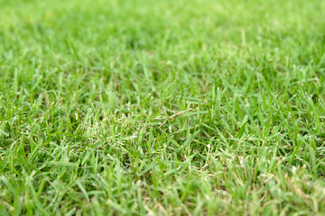 Beautiful green grass texture