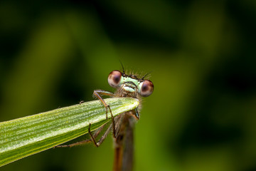 Damselfly posing for a picture
