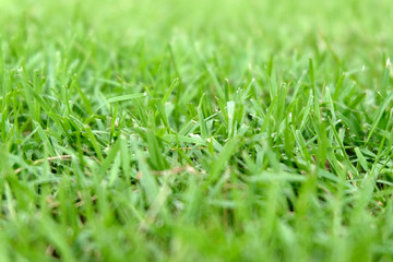 Beautiful green grass texture