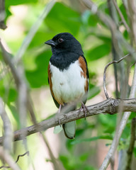Eastern Towhee