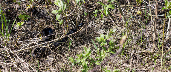 A small viper of black color among dry grass and green plants. Vipera berus.
