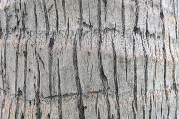 close up texture of coconut
