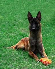 Malinois