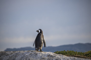 Cute African Penguin overlooking the view at sunrise on Boulders Beach, Cape Town, South Africa.