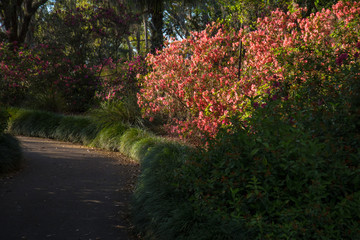 A path in the park along flowering shrubs.