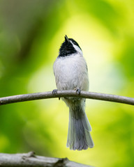 Carolina Chickadee