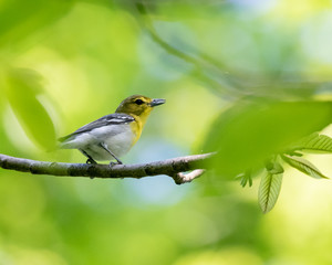 Yellow-throated Vireo