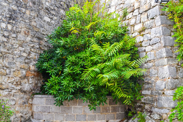 A green plant against the backdrop of a stone wall.