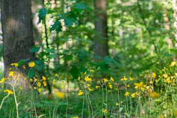 yellow flowers in summer forest