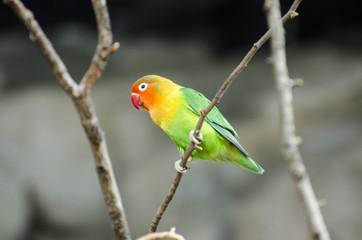 Zoo