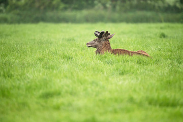 Red deer stag with antlers in velvet lying down in meadow.