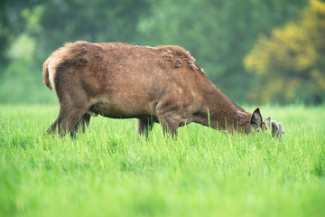 Grazing red deer stag with head down in meadow.