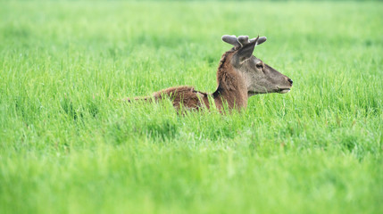 Naklejka na ściany i meble Red deer stag with antlers in velvet lying down in meadow.