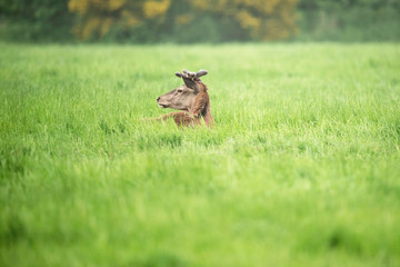 Red deer stag with antlers in velvet lying down in meadow.
