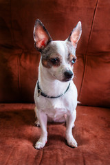 Chihuahua