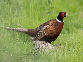 Common pheasant or Ring-necked pheasant, Phasianus colchicus